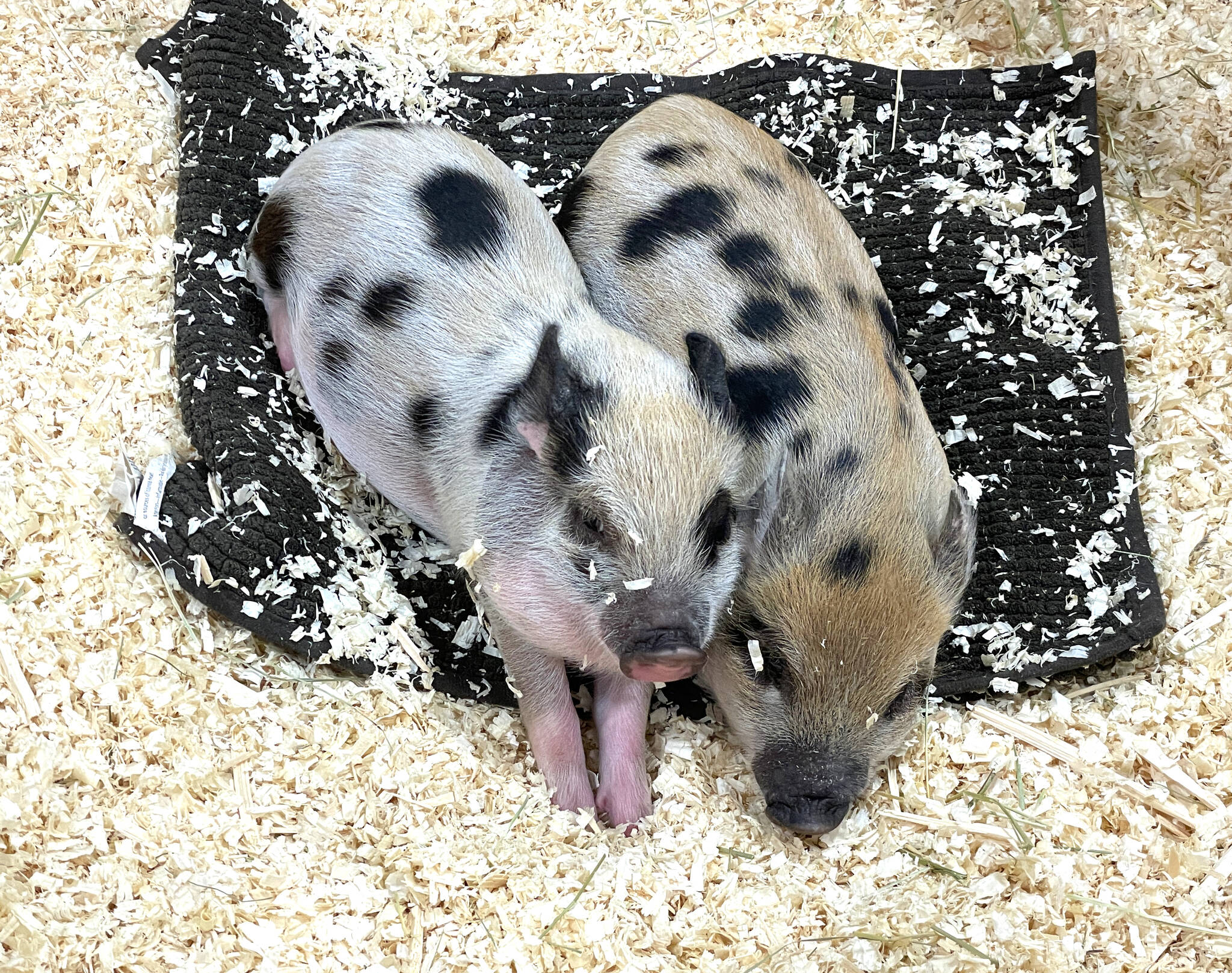 Two cute piglets napped as families looked at them in awe. (Photo by Kelsey Yates)