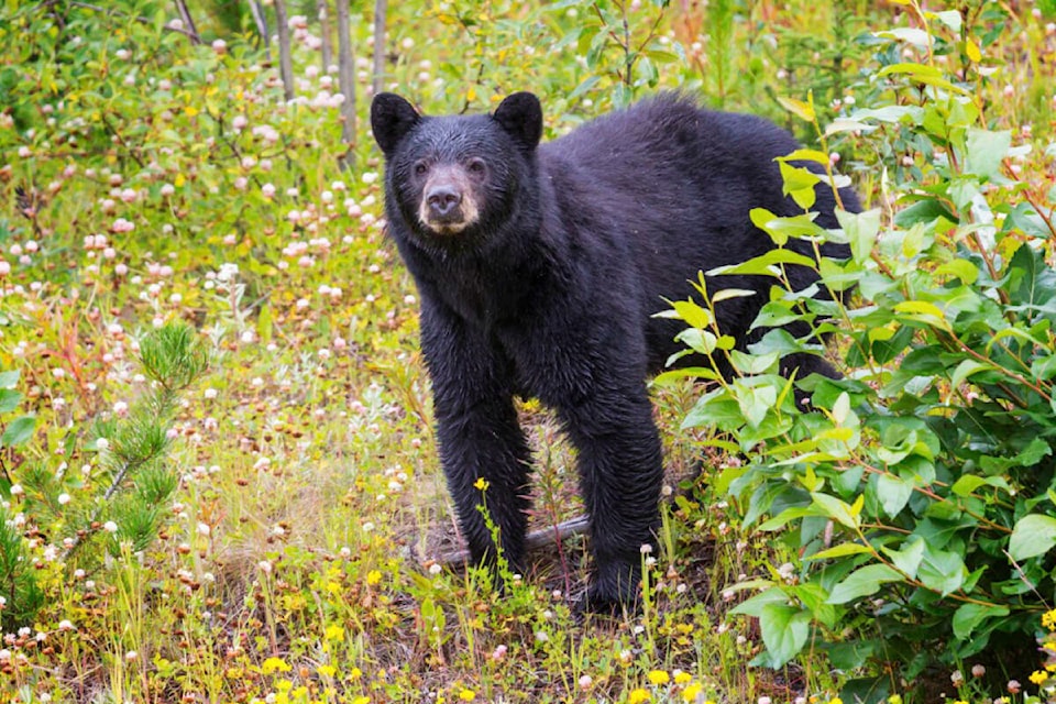 31398625_web1_221216-MCR-Bear-Sightings-_1