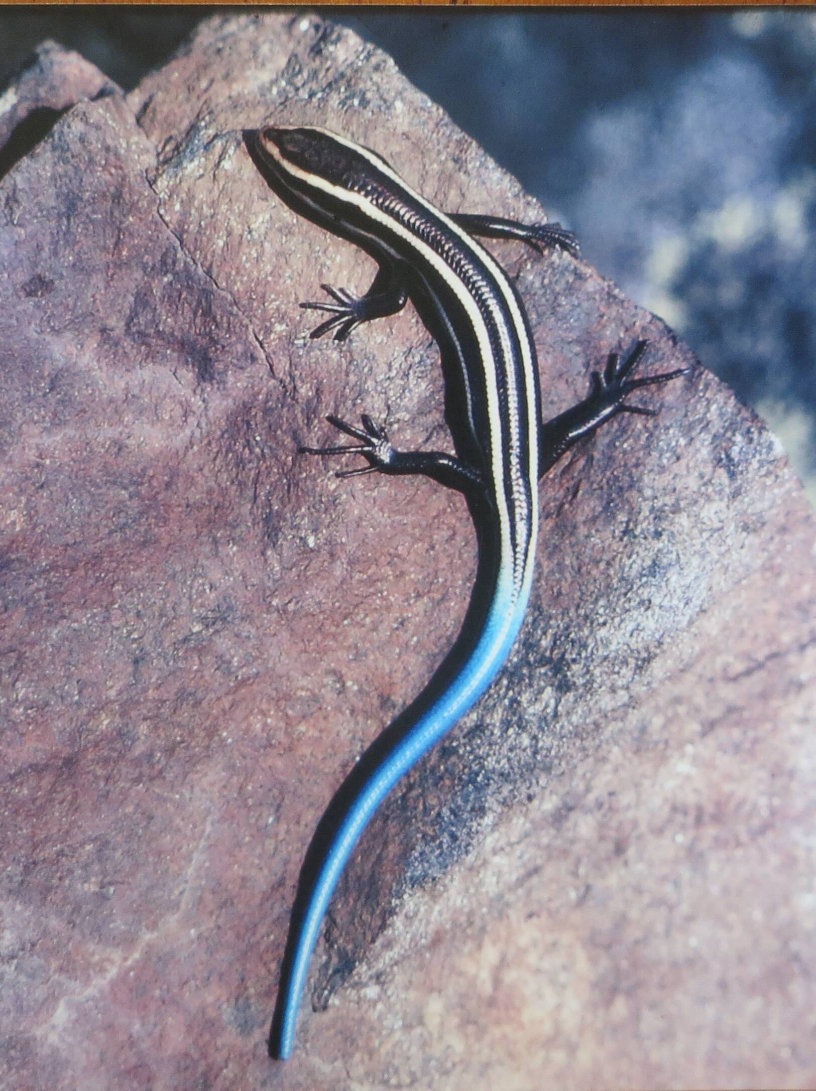 Its hard to imagine such exotic looking creatures like the Western Skink are concealed in the earth. (Photo by Ed McMackin)