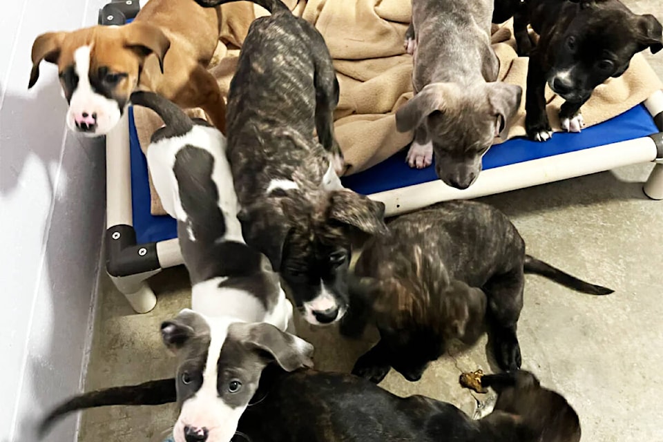 The BC SPCA seized 15 starving dogs from a Cane Corso breeder in Clearwater Jan. 11. (BC SPCA photo)