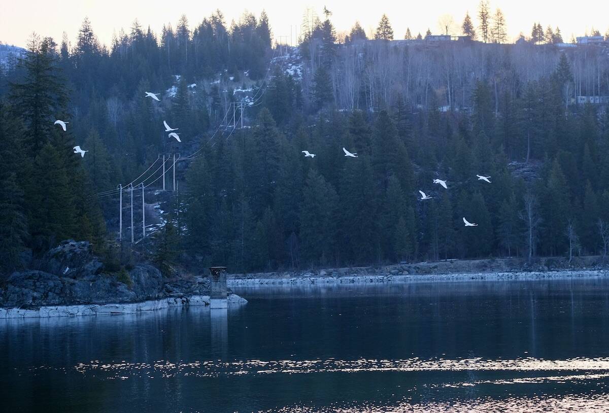 Trumpeter swans in flight near Taghum on the Kootenay River on March 23, 2023. Photo: Bill Metcalfe