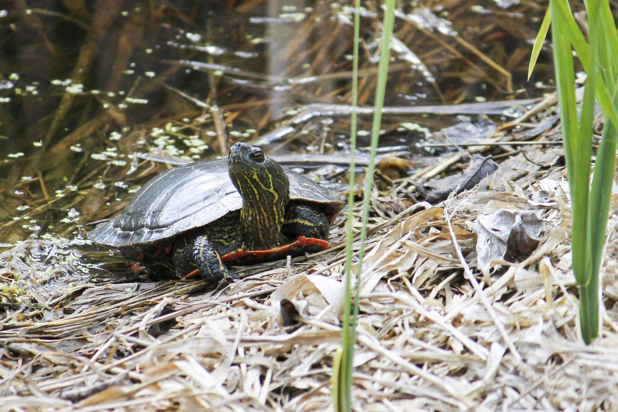 A Western Painted Turtle. (Photo by Kelsey Yates)