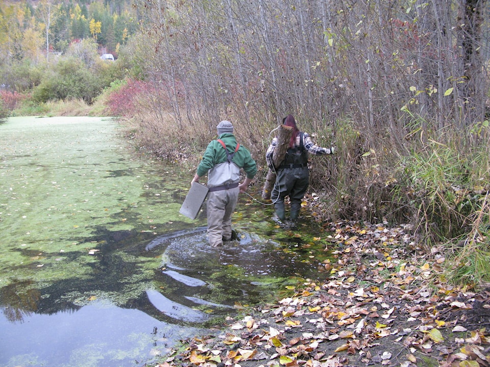 32873141_web1_230601-CVA-turtles-wildsight_2