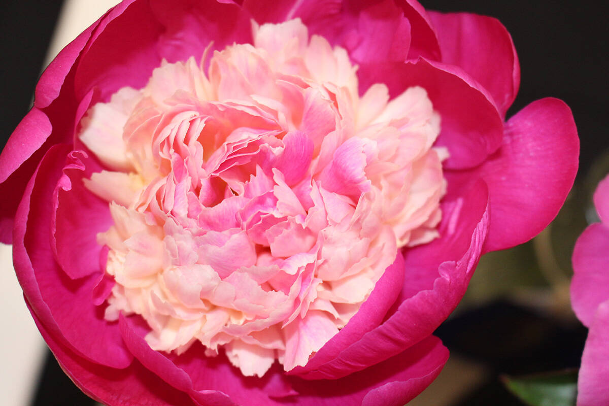 32902112_web1_copy_190627-CAN-peony