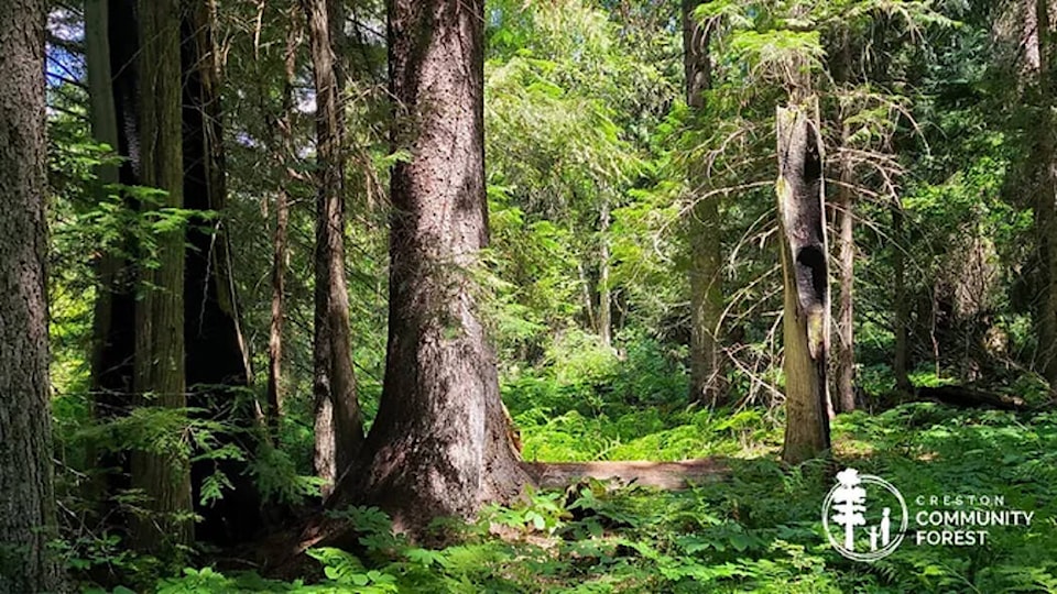 33935464_web1_230921-CVA-community-forests-1_1