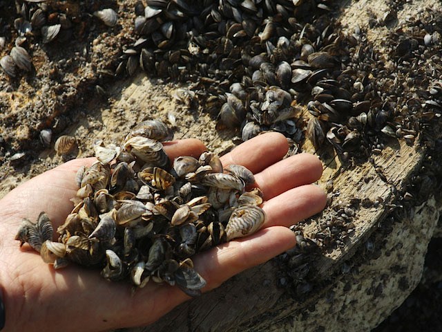 Invasive mussels getting through US inspections