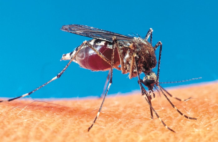 62276sicamousmosquito-closeup-Wikimedia-7web