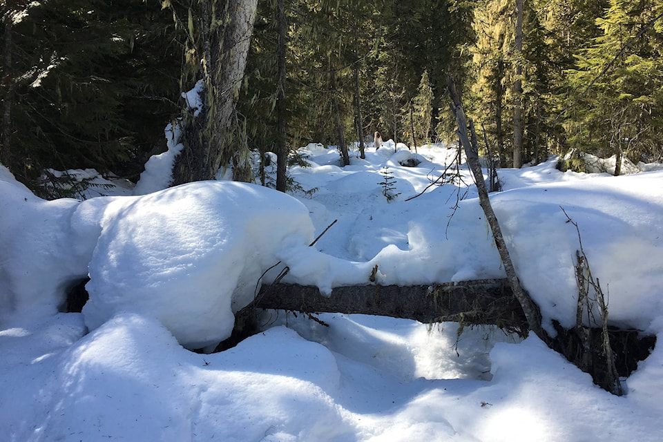 web1_SA-Snowshoeing-March-19