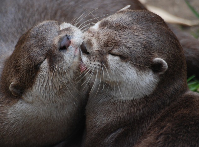 web1_two-otters-342174