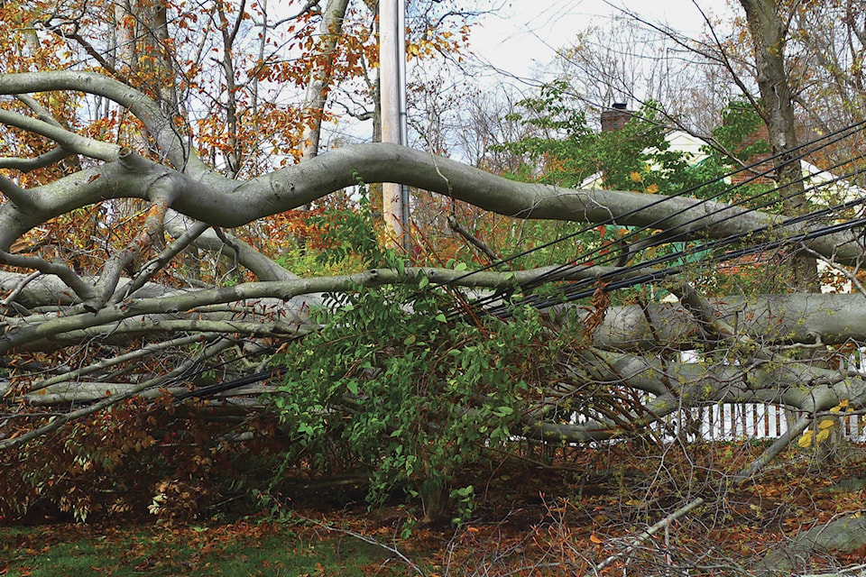 8961054_web1_Storm-trees