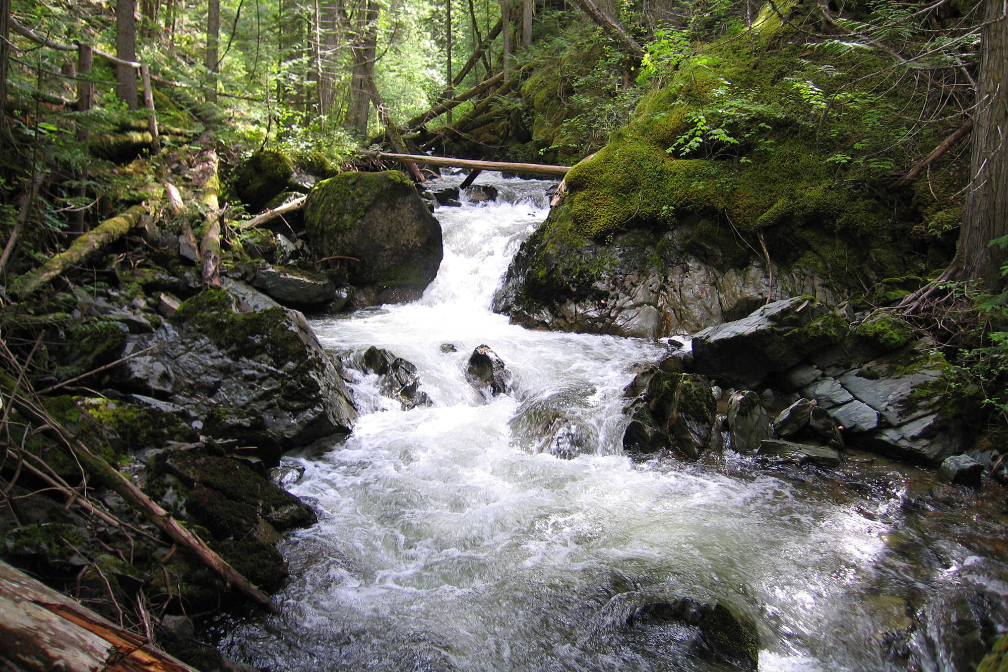 11554872_web1_180421-SAA-Shuswap-Nature-Hikers4