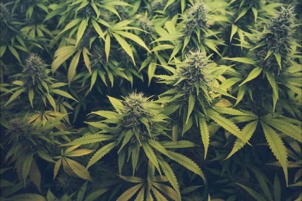 15261123_web1_cannabis