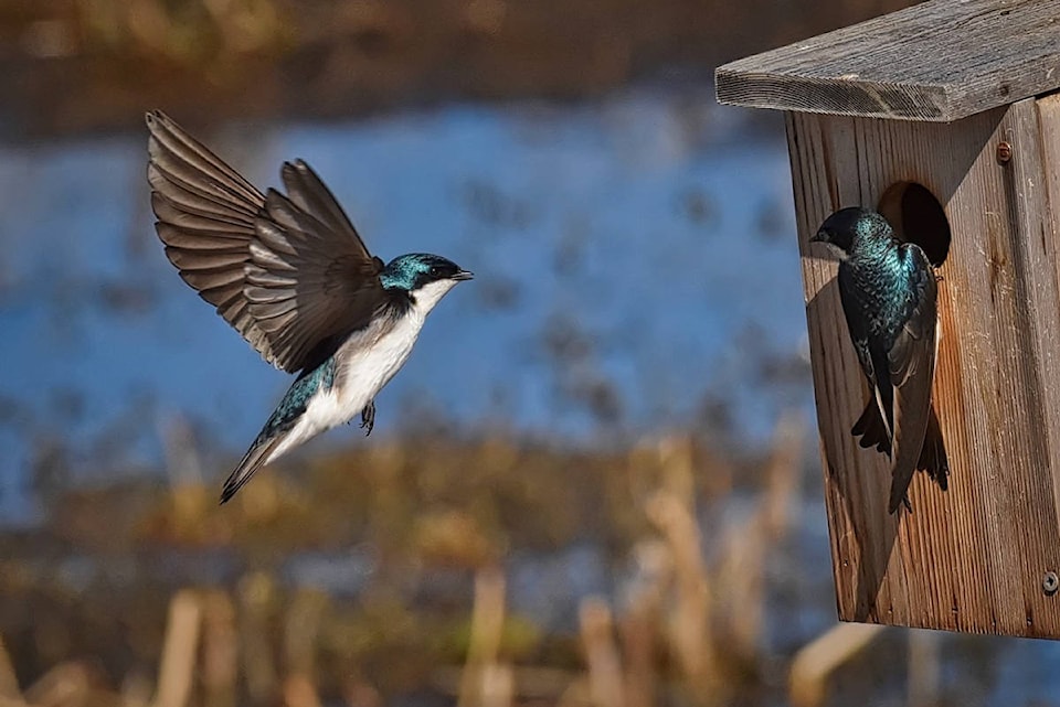 16224946_web1_190405-SAA-Bird-Boxes_1