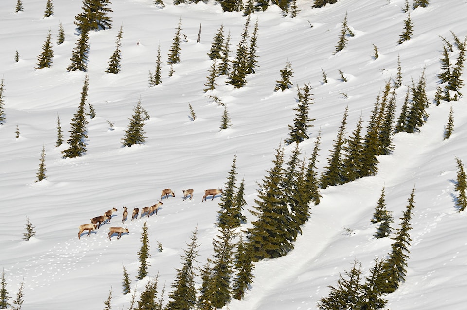 16477603_web1_190306-EVN-Mountain-Caribou-in-the-snow