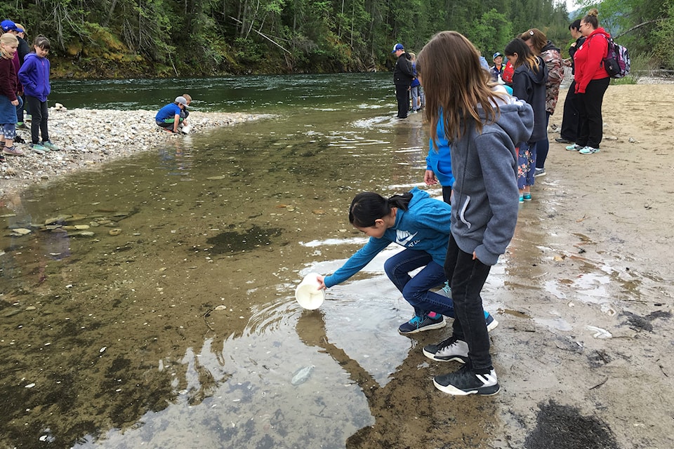 South Broadview Elementary students Kelly Guan, left, and Tanessa Duford release Chinook salmon fry they had raised in their classroom at on May 16. (Photo contributed)