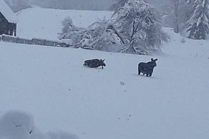 Grindrod resident Tyler Mumford shared photos of two moose taking a snow stroll Sunday, Jan. 12, 2020. (Tyler Mumford)