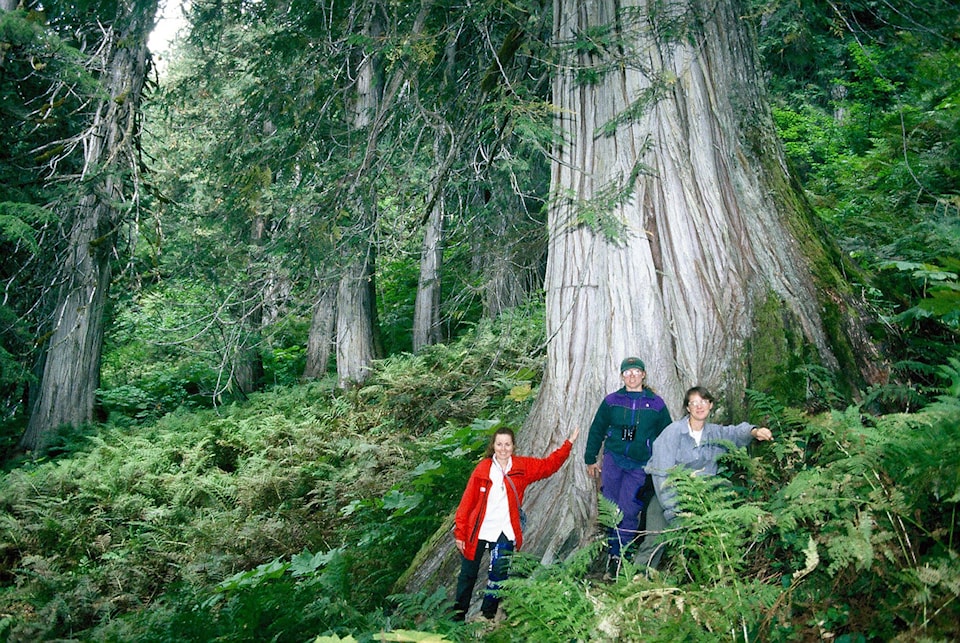 21864498_web1_200619-SAA-giant-cedars-shuswap-cooperman_1