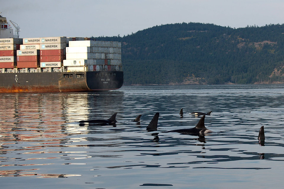 23978942_web1_210128-PRU-Female-Oraca-Feeding-southern-resident-killer-whales_1