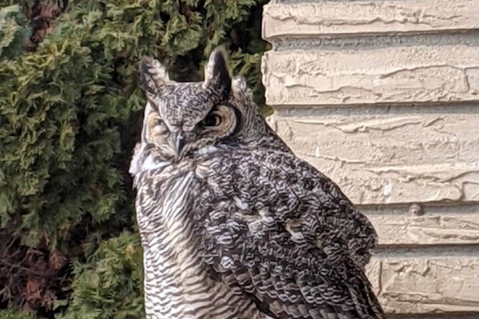 Photo from Lori Heczko of an owl in Rutland.