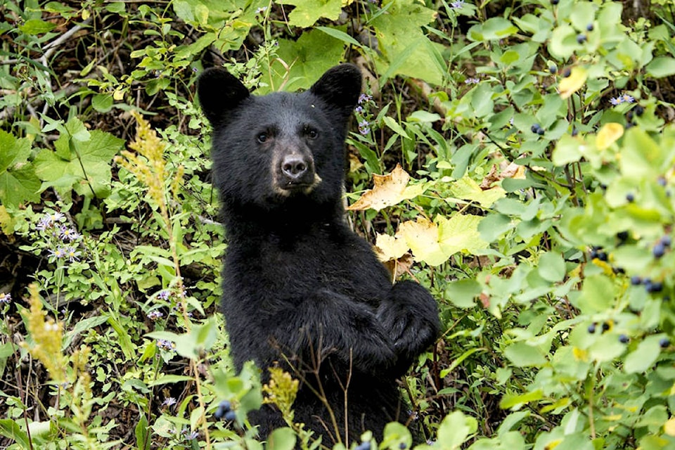 25356222_web1_210430-ALT-RU-Bear-sighting-bear_1