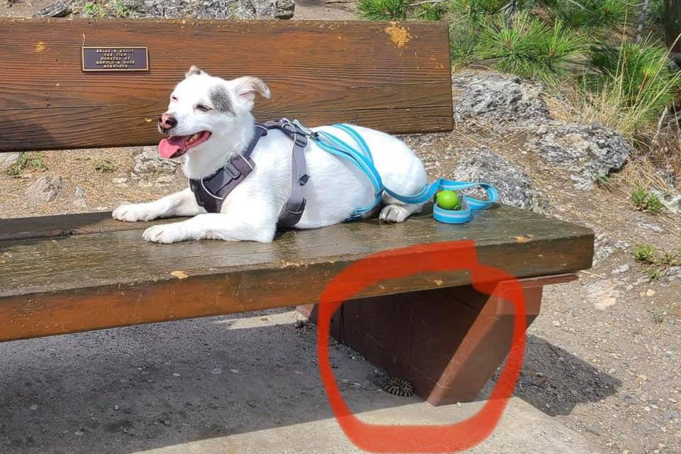 Bentley resting on a bench at Kal Park in Vernon not knowing there is a baby rattlesnake curled up below. Bentley jumped down and was bitten by the snake. (Facebook)