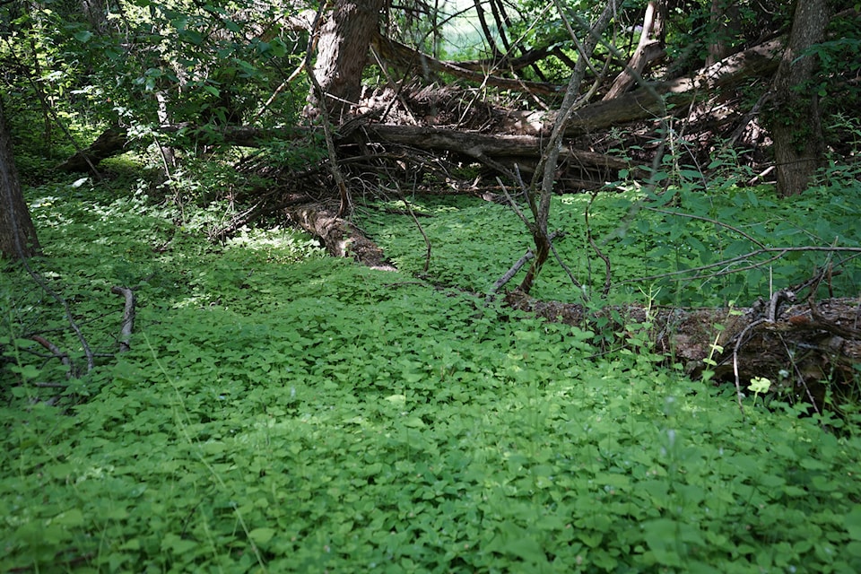 25634337_web1_210610-VMS-COLDSTREAM-weeds-garlic-mustard_1