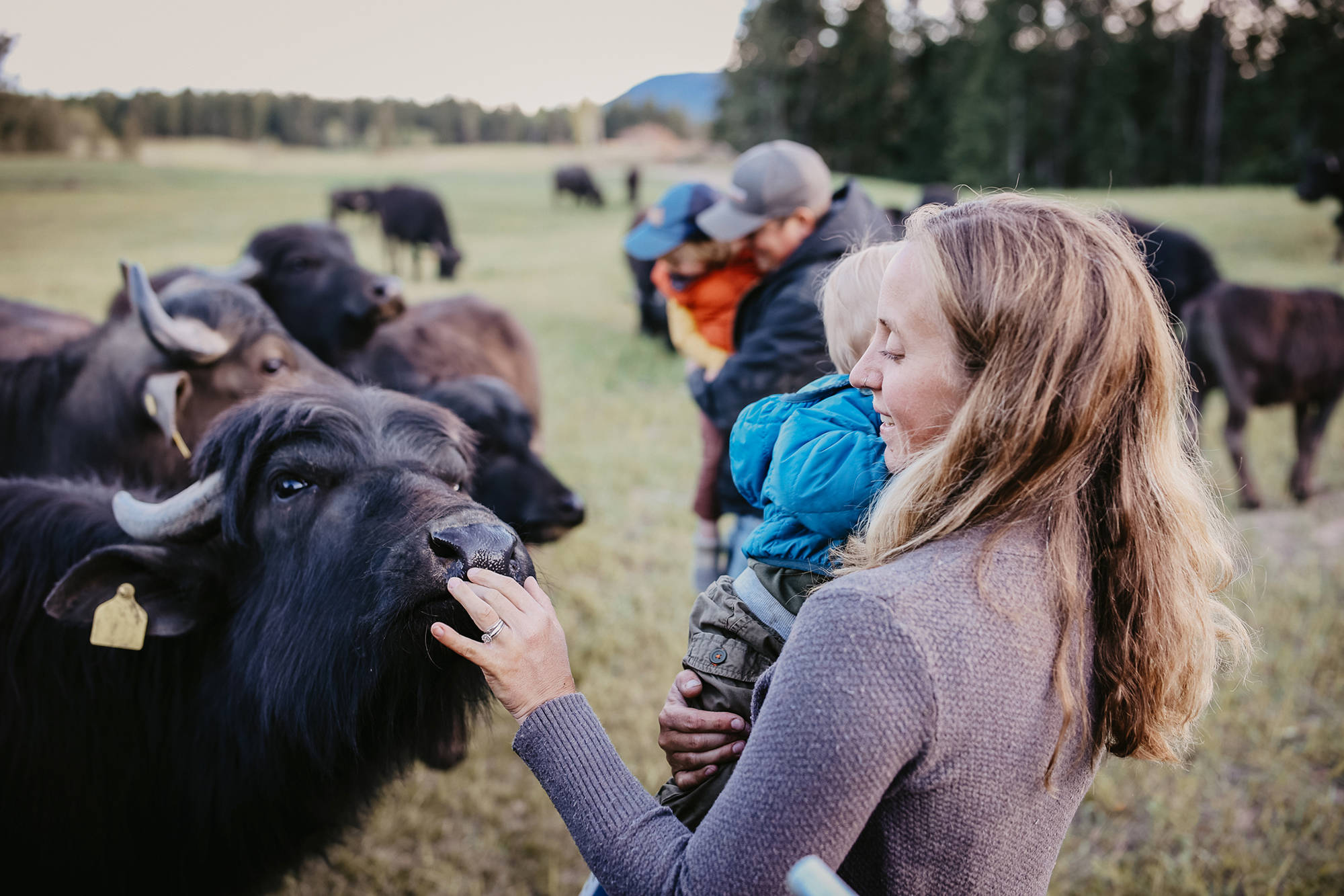 25653865_web1_copy_210630-SAA-Reverent-Acres-waterbuffalo_3