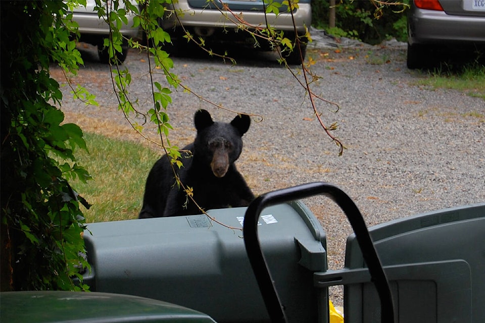 26515219_web1_210923-EVN-WildsafeBC-Setember-Bears-1_1