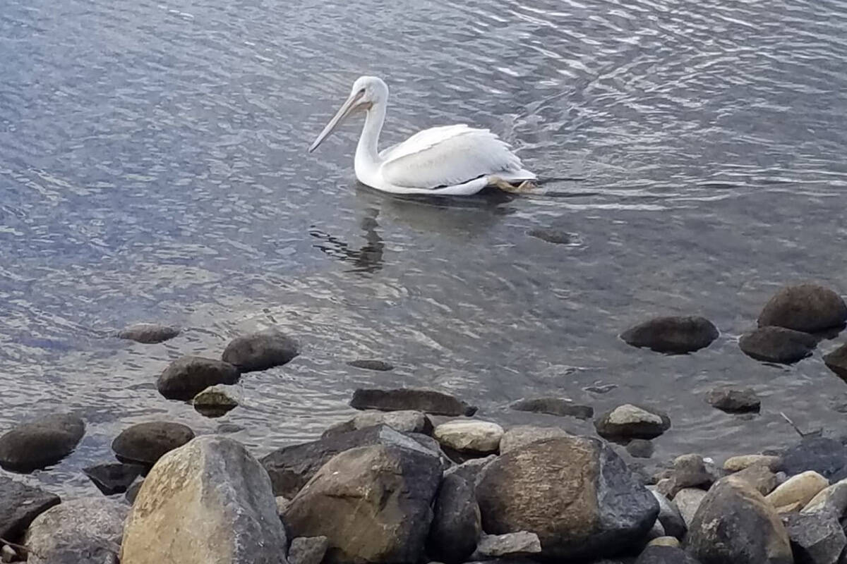 Wet pelican cheap dog