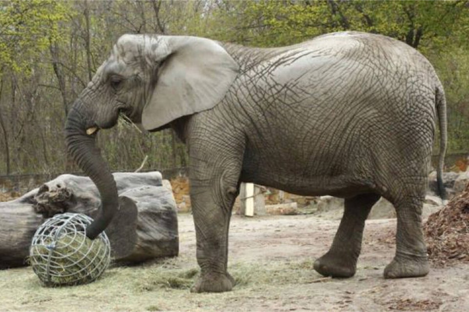 27743091_web1_Elephant