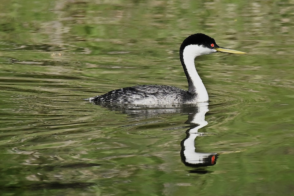 28924192_web1_220429-SAA-PHOTO-Grebe-SA-Bay_1