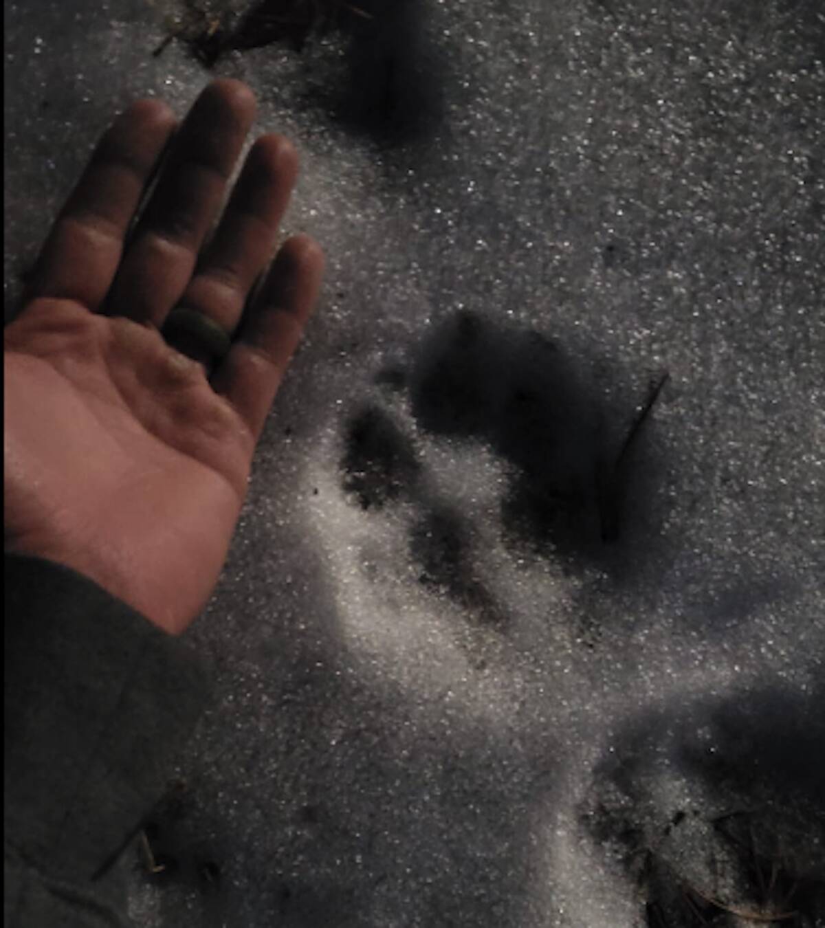 Paw print in snow. (Kane Blake)