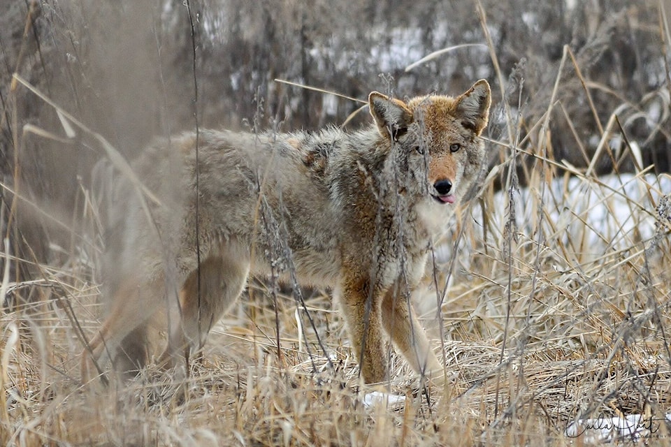 31230629_web1_221208-VMS-nature-nut-column-coyote_1