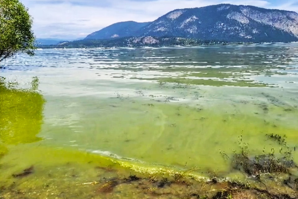 31260850_web1_220603-SAA-algal-bloom-shuswap-2020