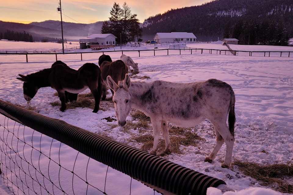 31371876_web1_221221-SAA-donkey-rescue-grant-snow_1