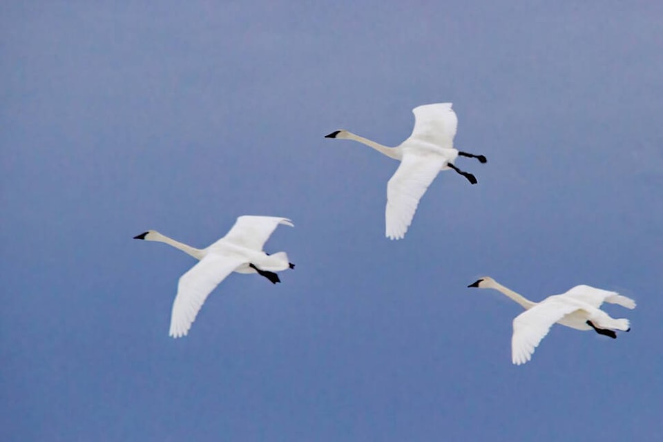 31502569_web1_230112-VMS-swans-winter_2