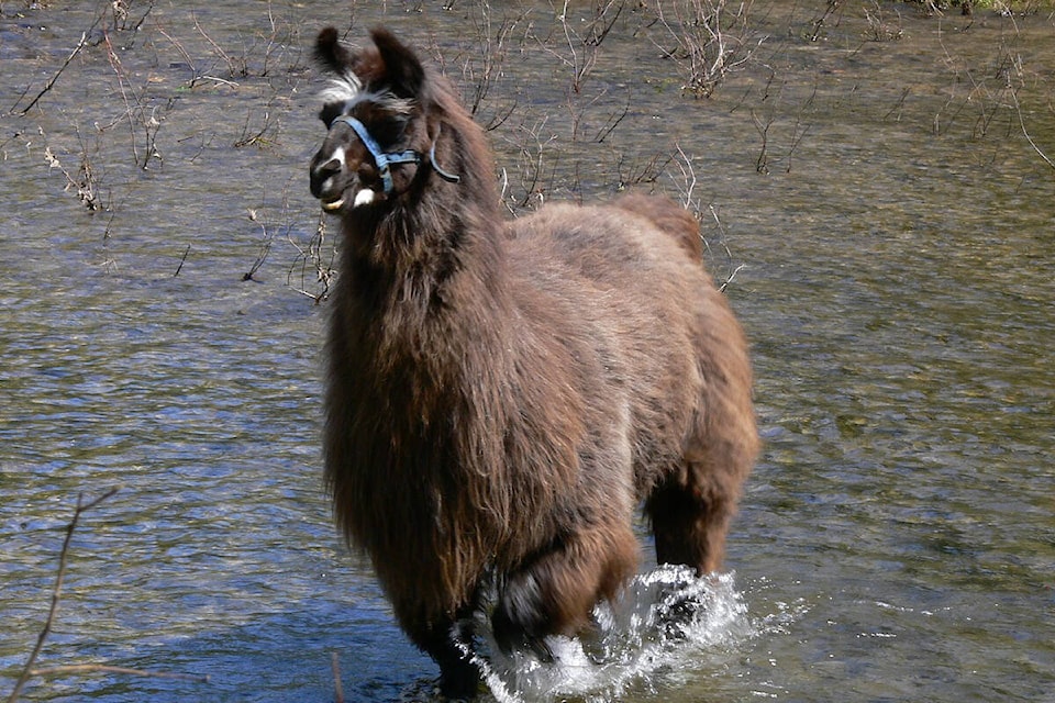 31816556_web1_230209-VMS-llama-sanctuary-LLAMA_1