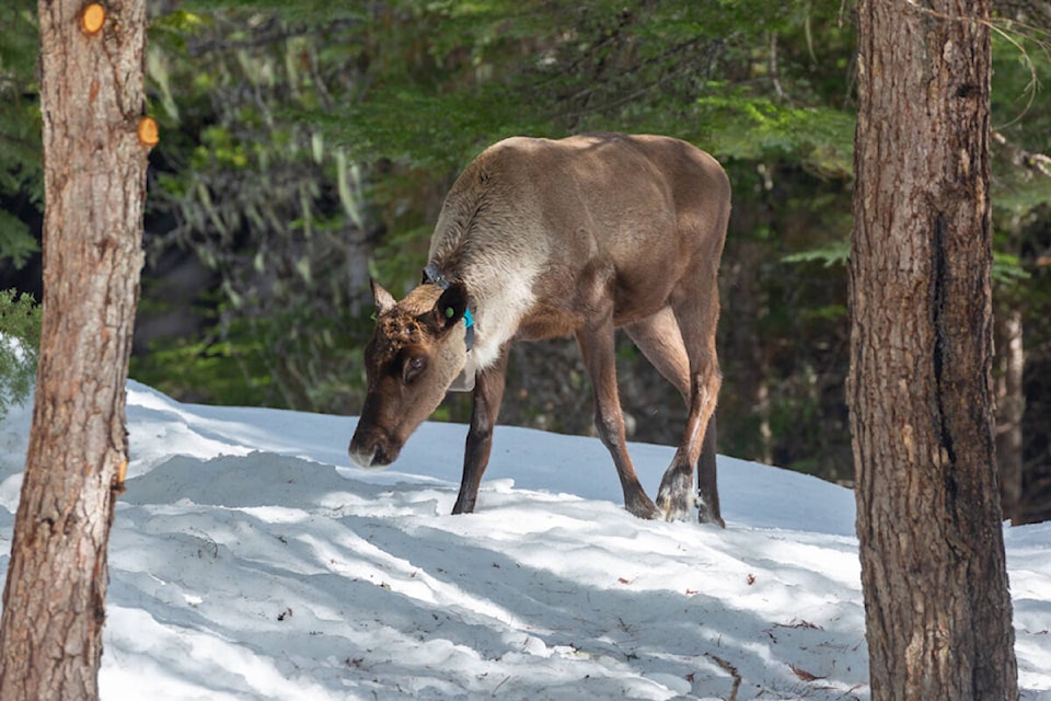 32354452_web1_230413-RTR-CARIBOU-pic_1