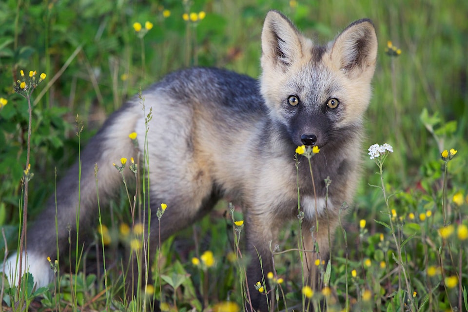 33888736_web1_230915-SAA-fox-wildflowers-Mohr