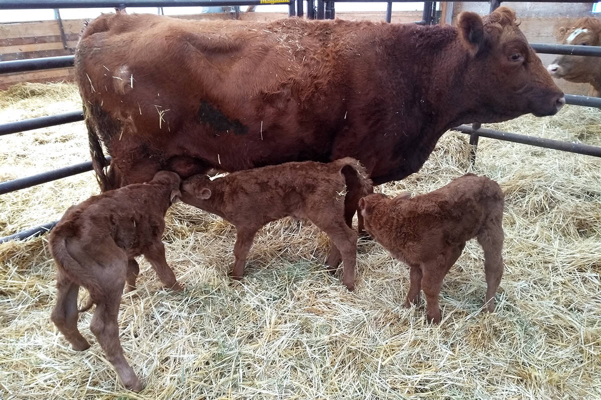 10918101_web1_180314-PON-calves-triplets_3