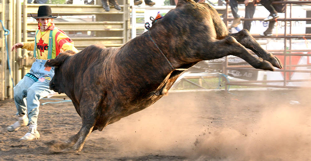 12239801_web1_lj-Bull-fighting-3526-WEB