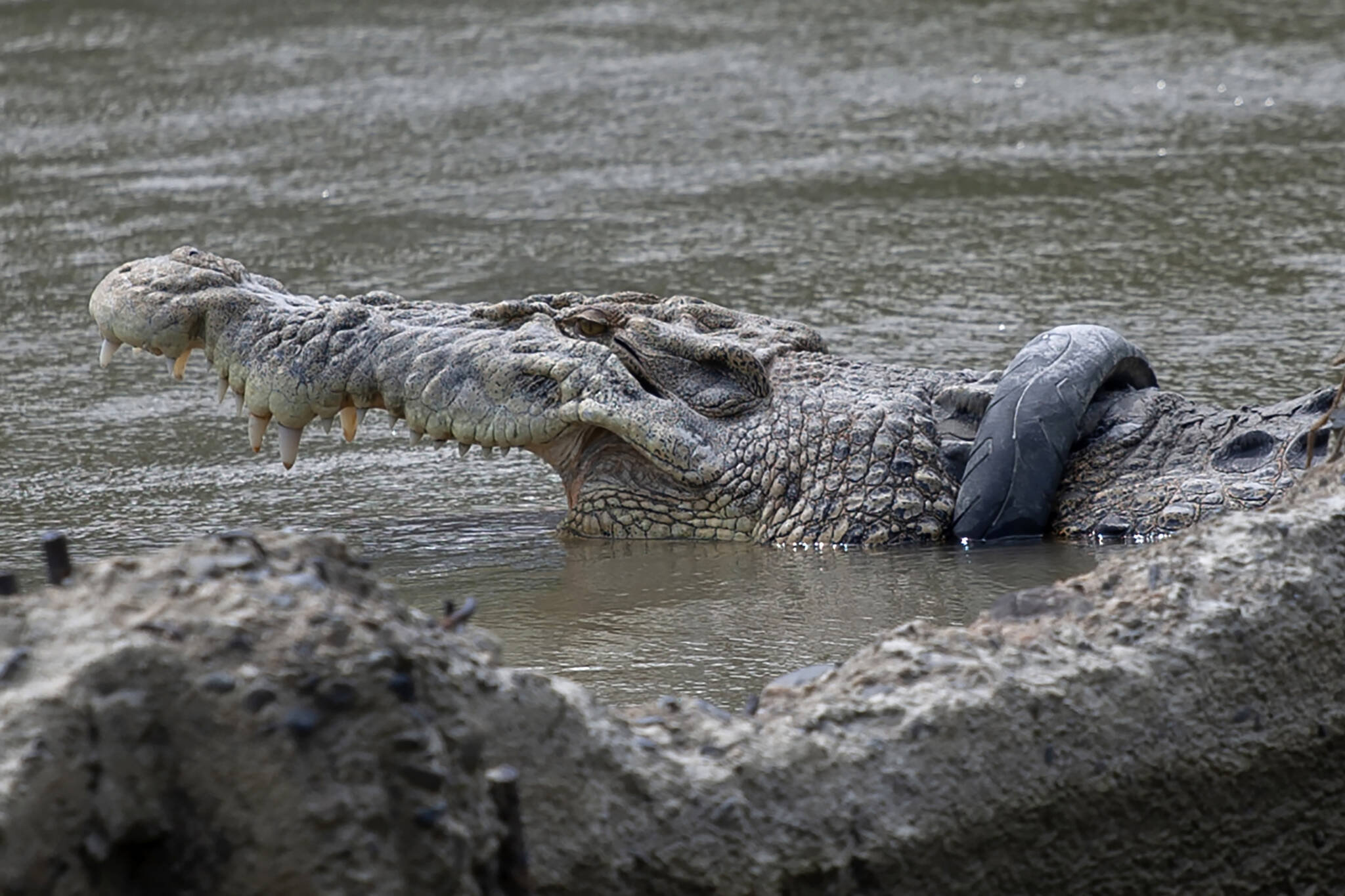 Researchers study Deinosuchus, the ancient and massive terror crocodile