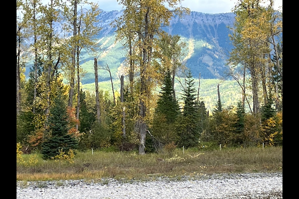 Damaged trees along the banks of the Elk River near Cokato after a severe wind storm on Sept. 25