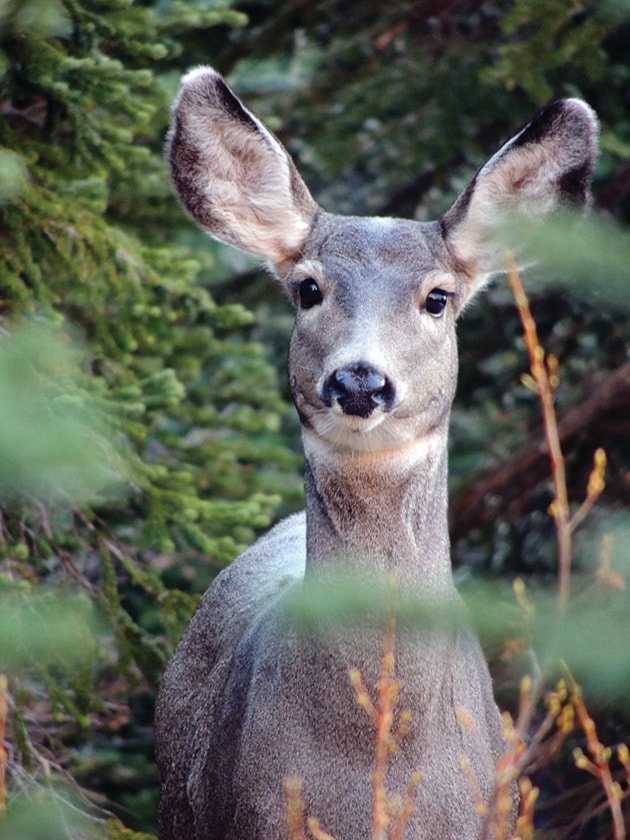 Urban Deer Cull - final update from Council - Fernie BC News