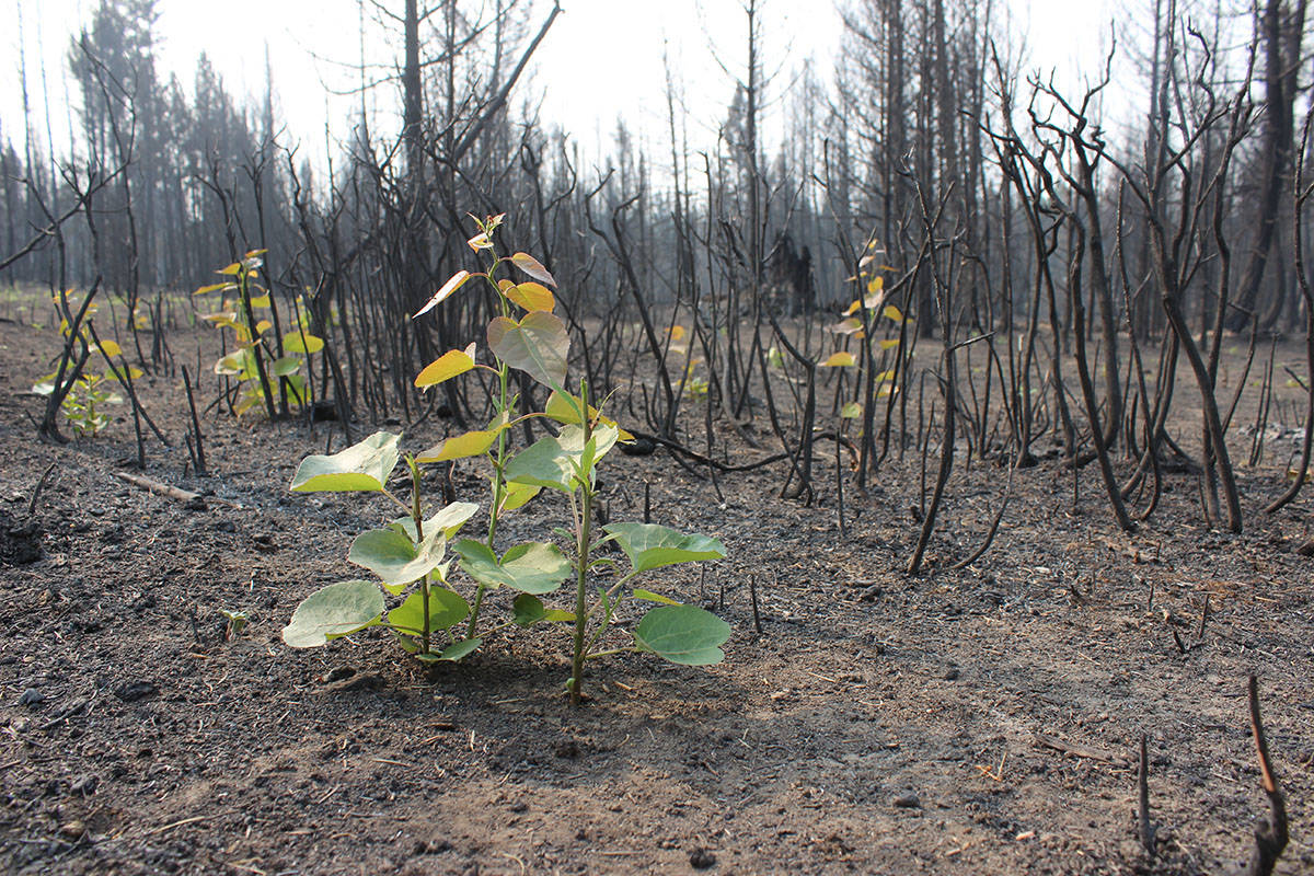 $100,000 kicks off new wildfire recovery campaign