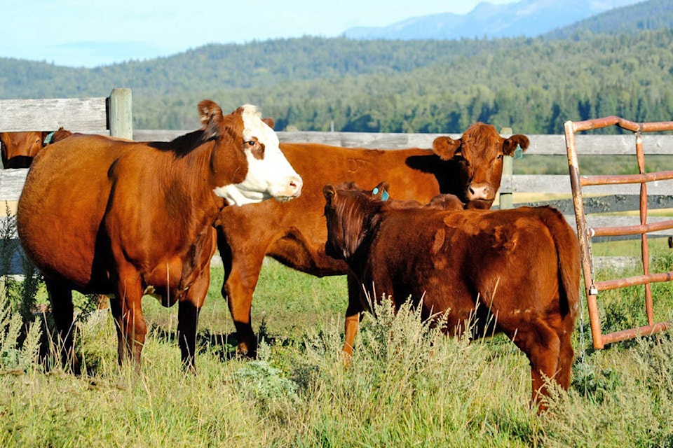 12726081_web1_copy_180713-WLT-cows-shot_1