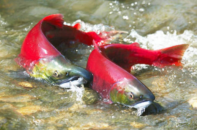 Just keep swimming: Salmon head across flooded highway to spawn
