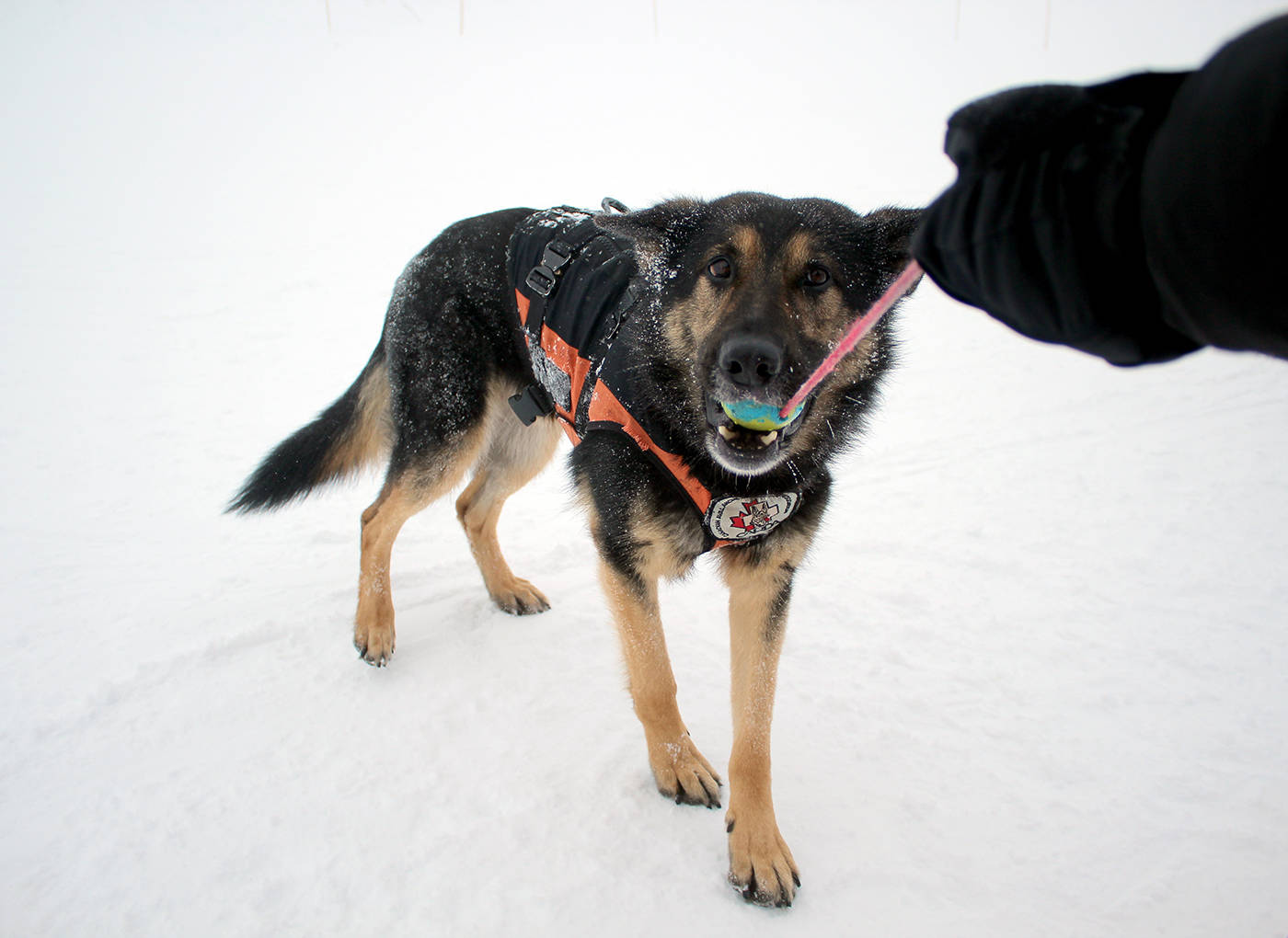 15313804_web1_Mogul-the-avalanche-rescue-dog