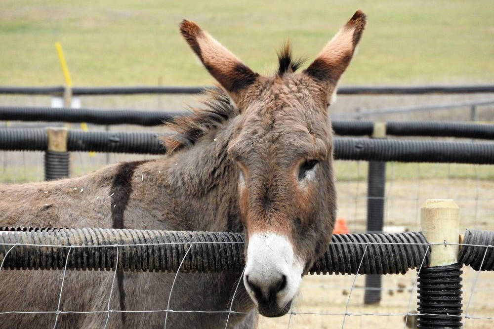 16288974_web1_copy_190410-SAA-Mammoth-Donkeys_1