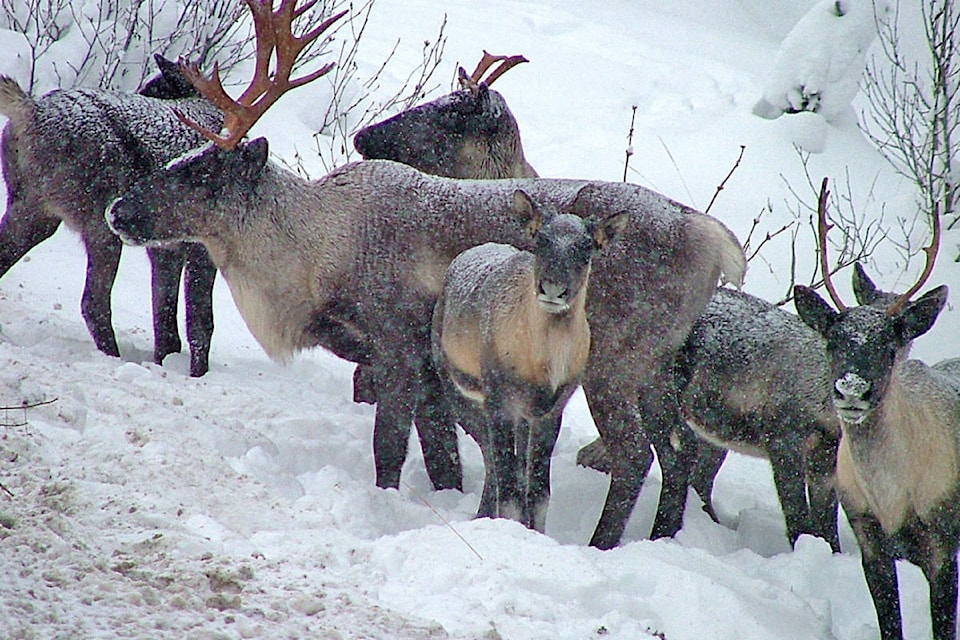 16452902_web1_caribou